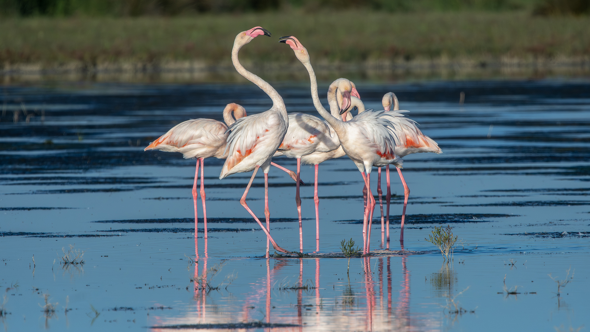 Greater Flamingo